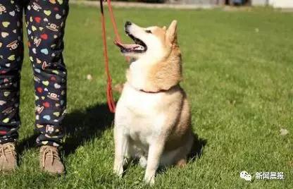 ̹ȵ-˾ʷϵһֻĹ